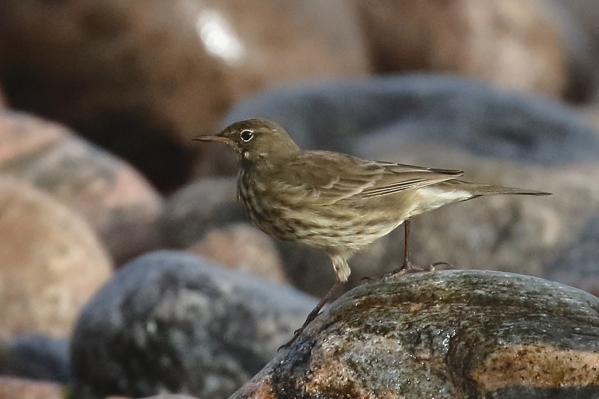 Pipit maritime - ML643039683