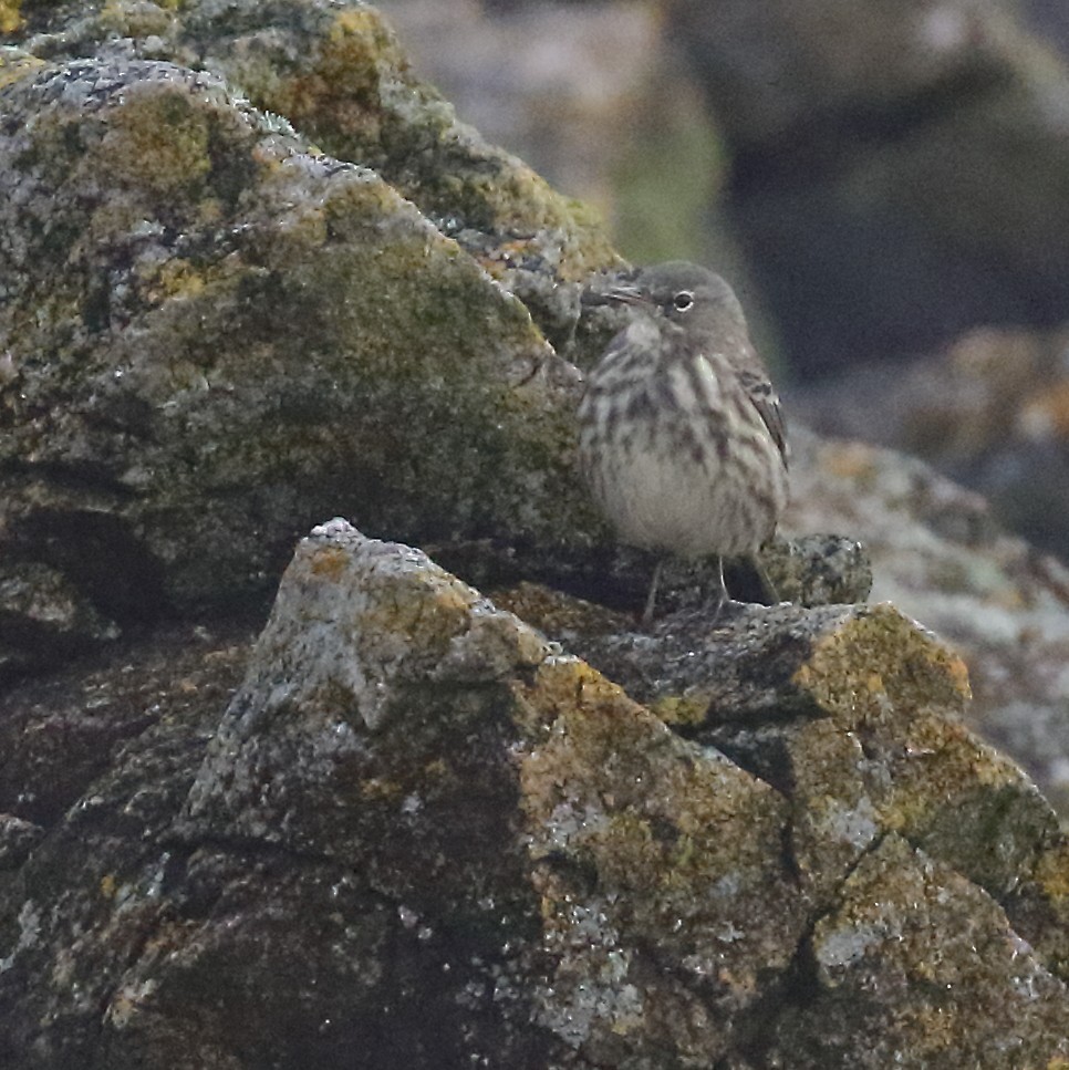 Pipit maritime - ML643039684