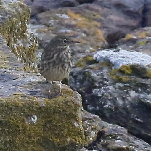 Pipit maritime - ML643039685