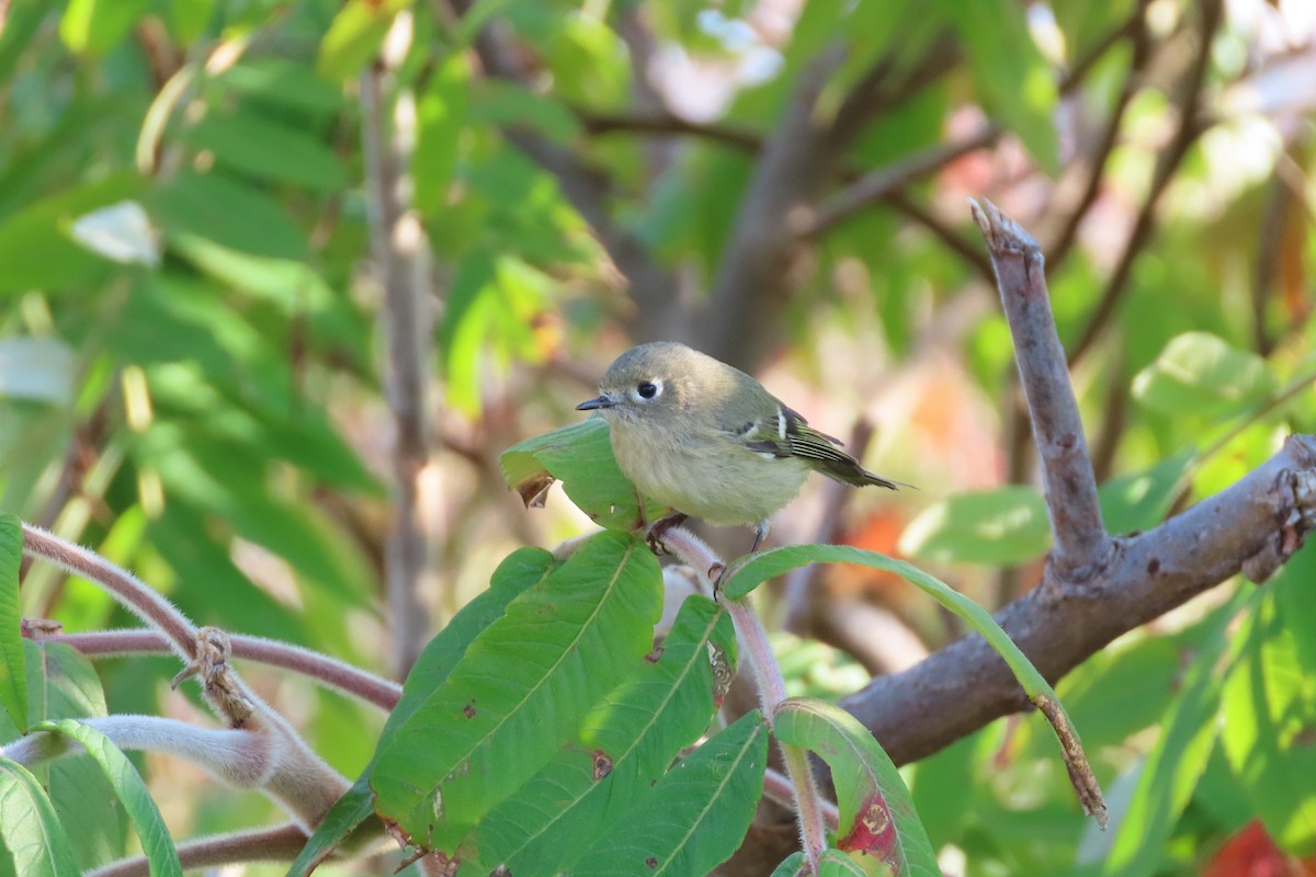 Ruby-crowned Kinglet - ML643039687