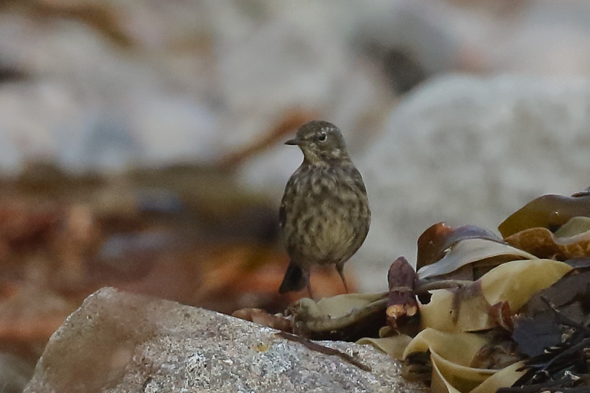 Pipit maritime - ML643039688