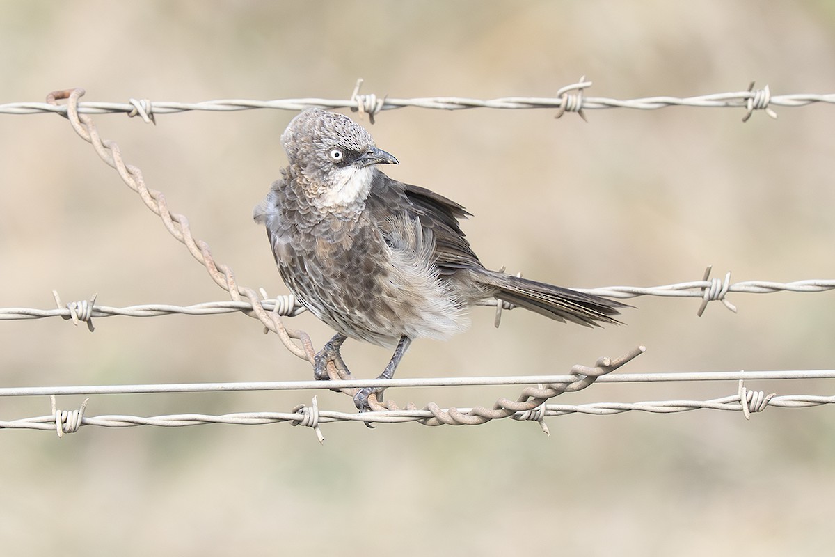 Black-lored Babbler (Nanyuki) - ML643039701