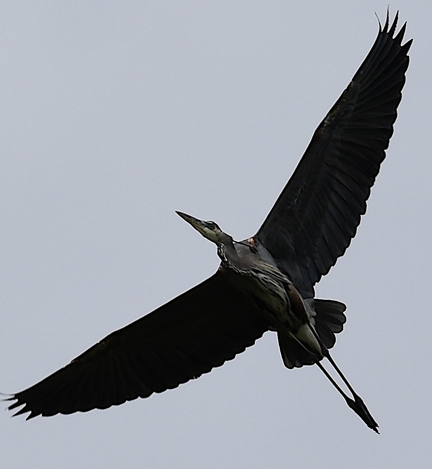 Great Blue Heron - ML643039714