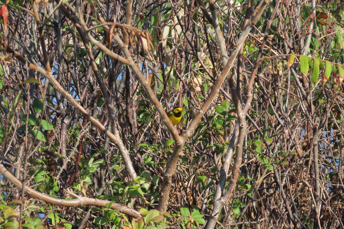 Hooded Warbler - ML643039727