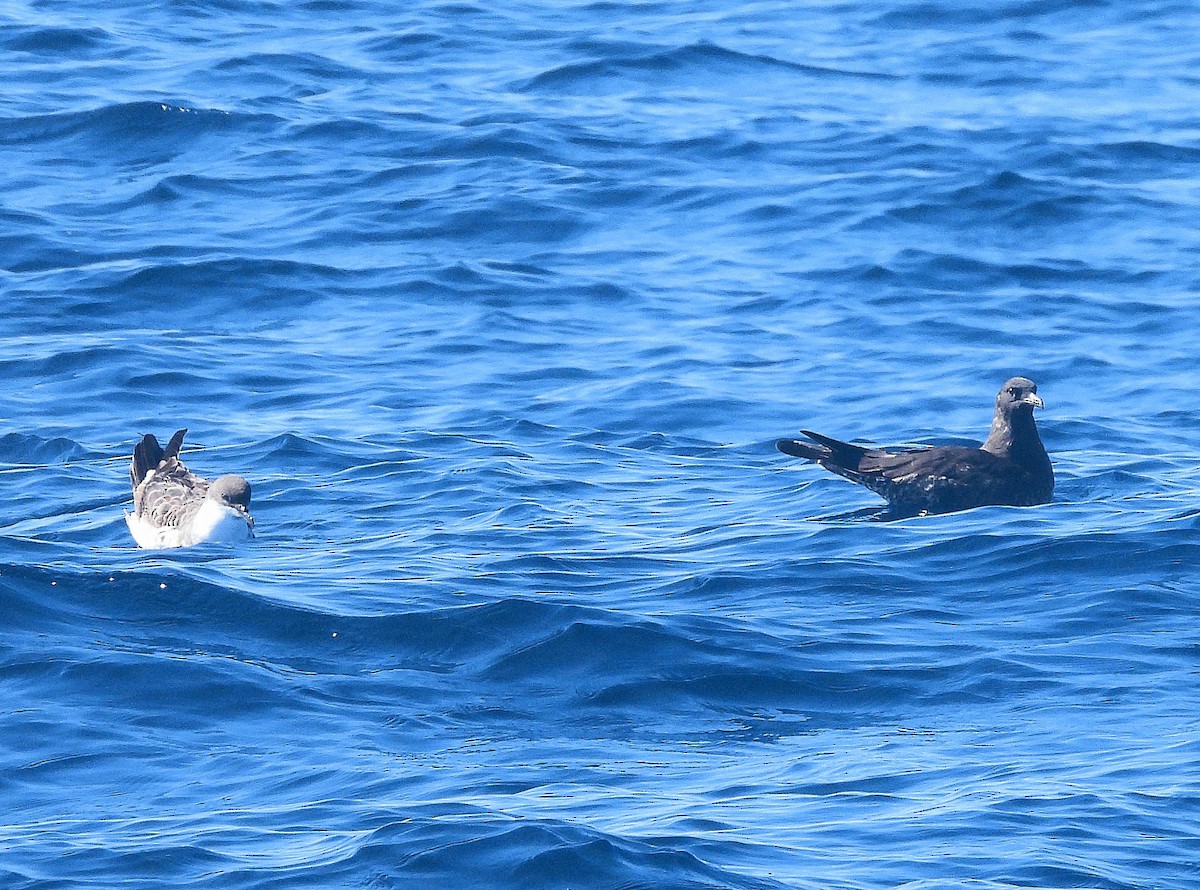 Pomarine Jaeger - ML643039737