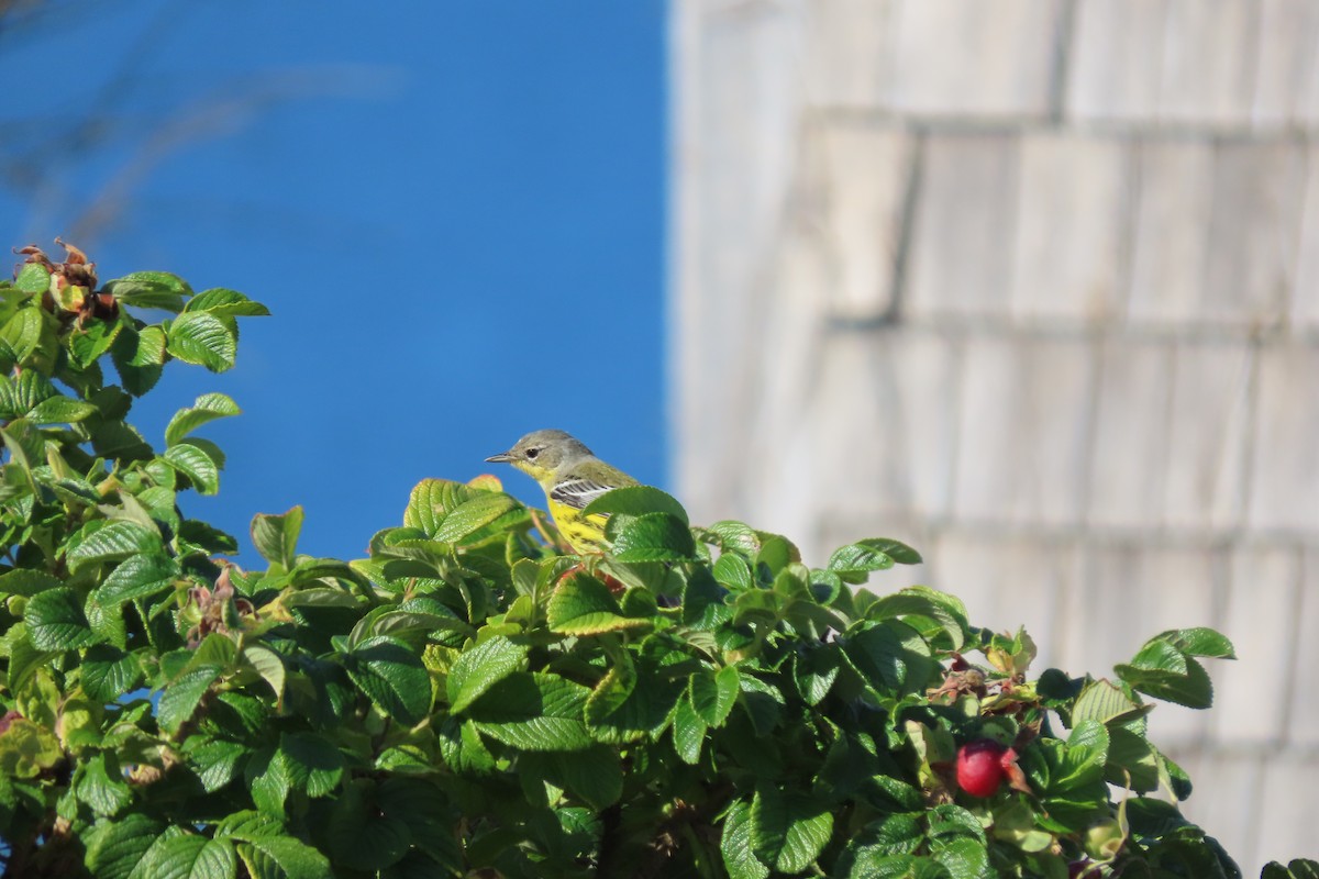 Magnolia Warbler - ML643039741