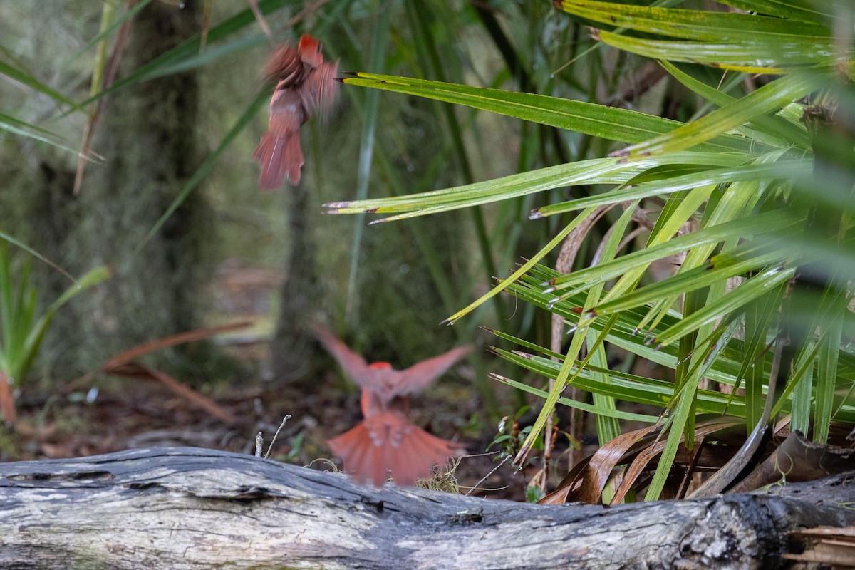 Northern Cardinal - ML643039752