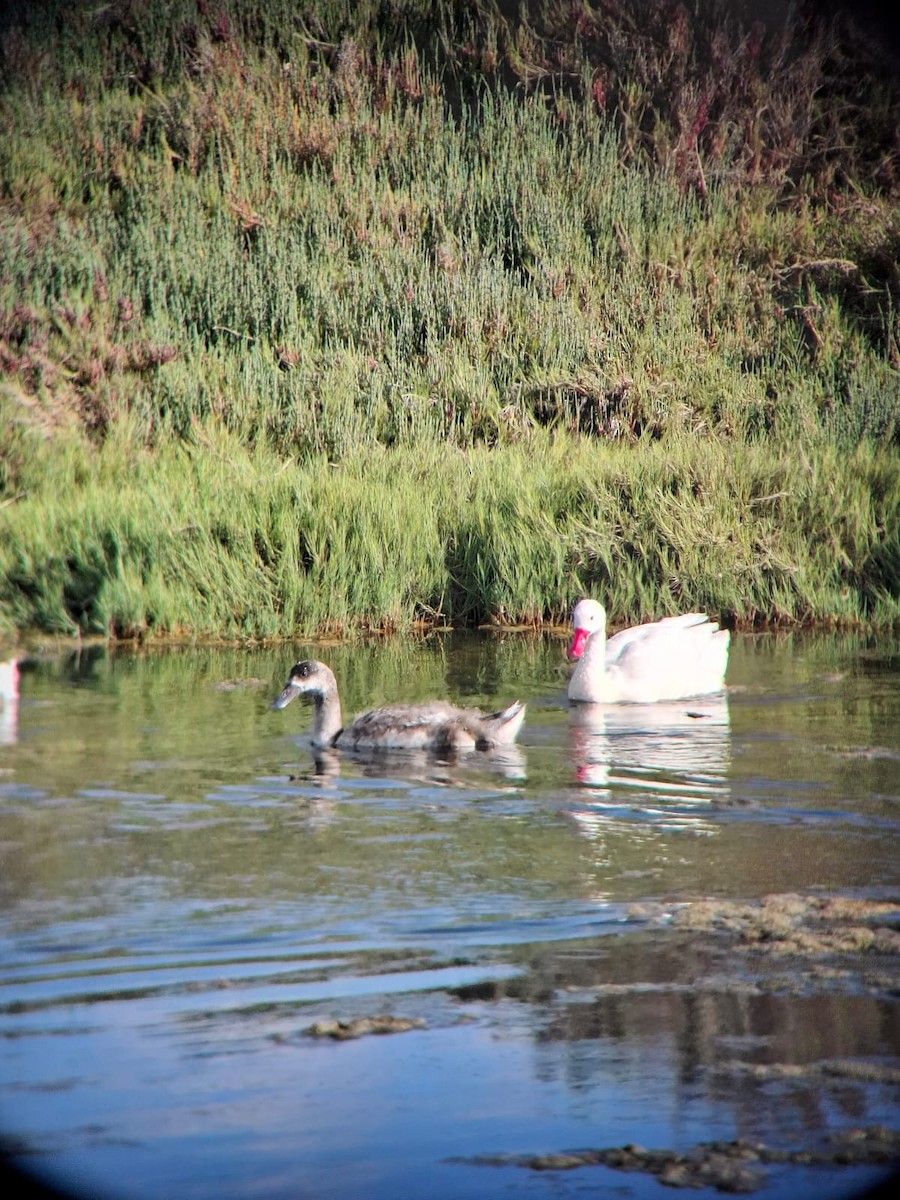 Coscoroba Swan - ML643039763