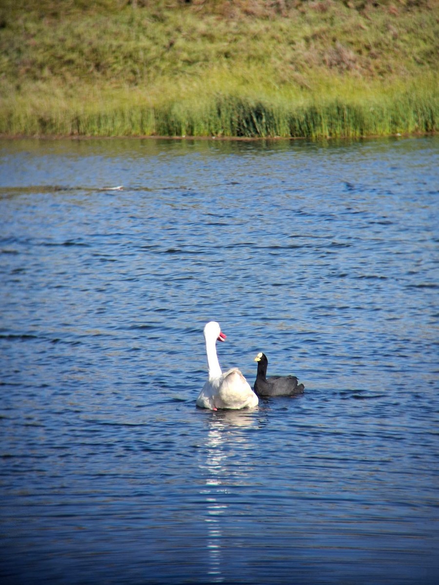 Red-gartered Coot - ML643039766