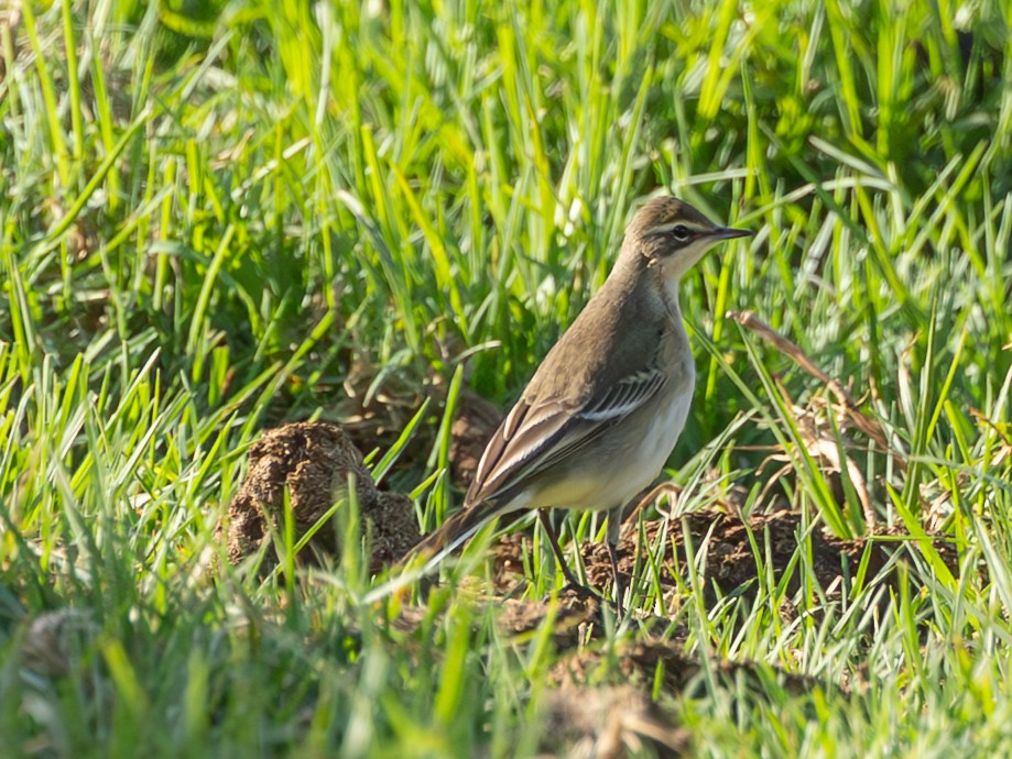 Western Yellow Wagtail - ML643039775