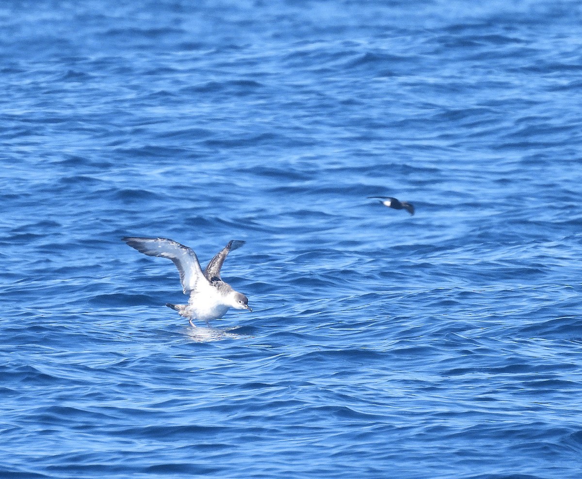 Great Shearwater - ML643039780