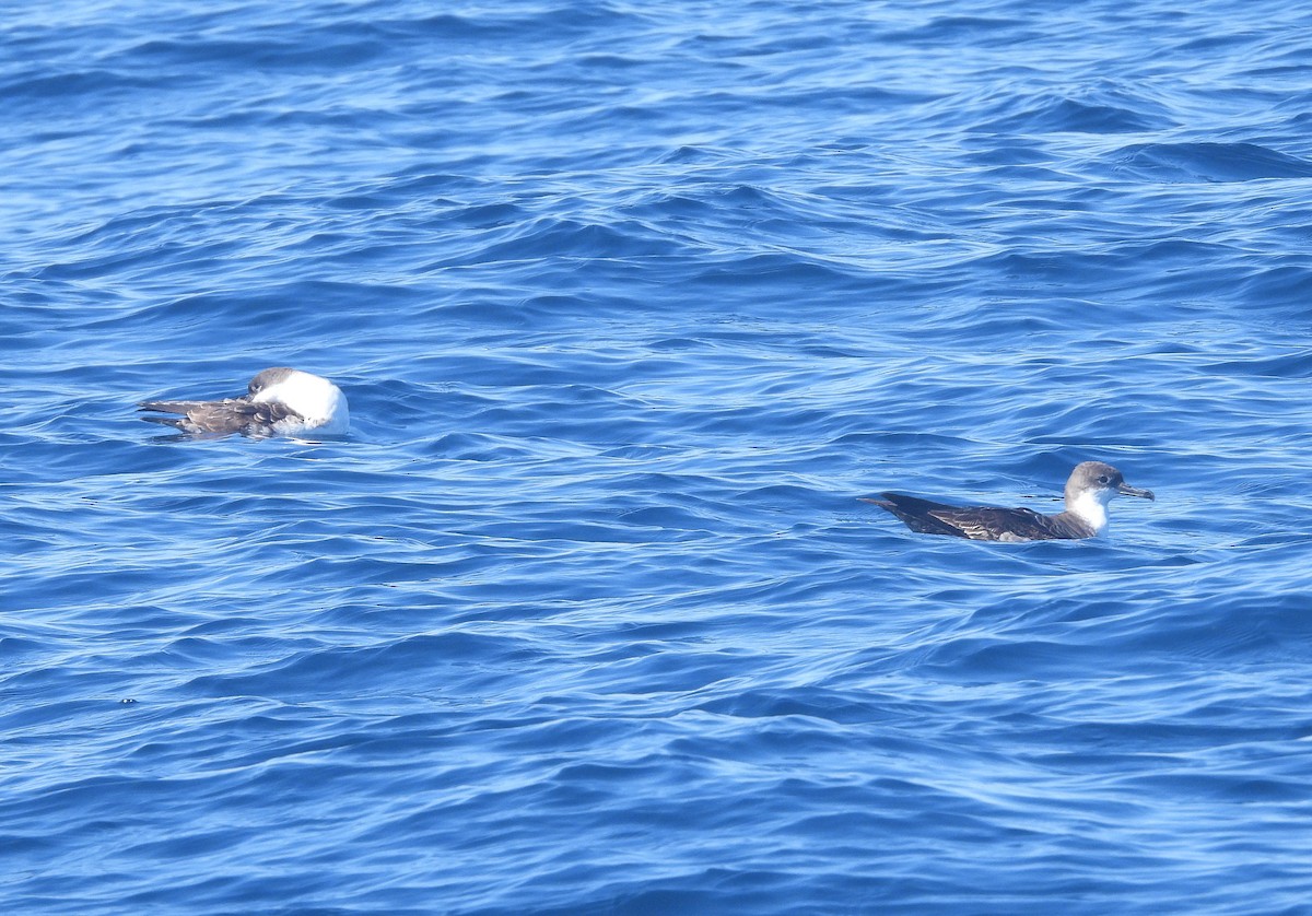 Great Shearwater - ML643039810