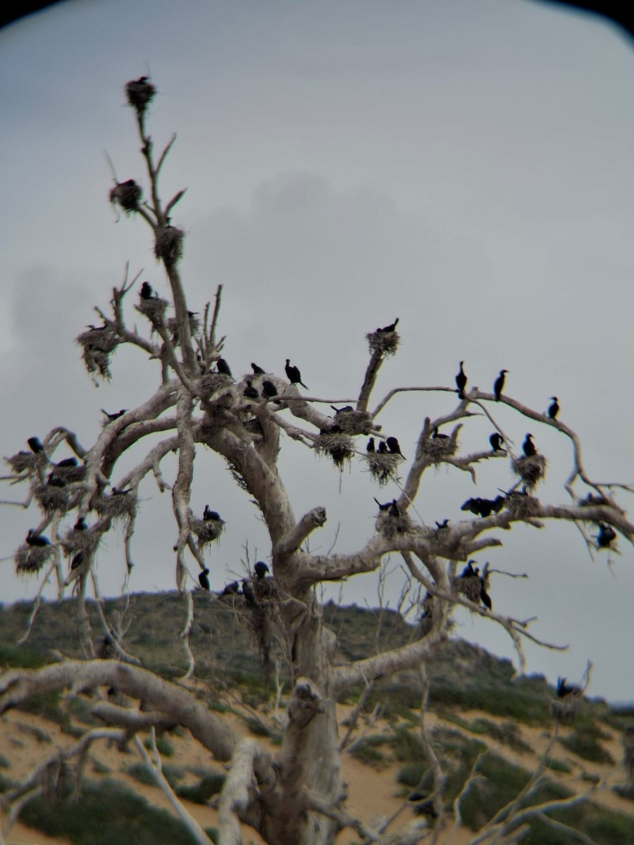 Neotropic Cormorant - ML643039814