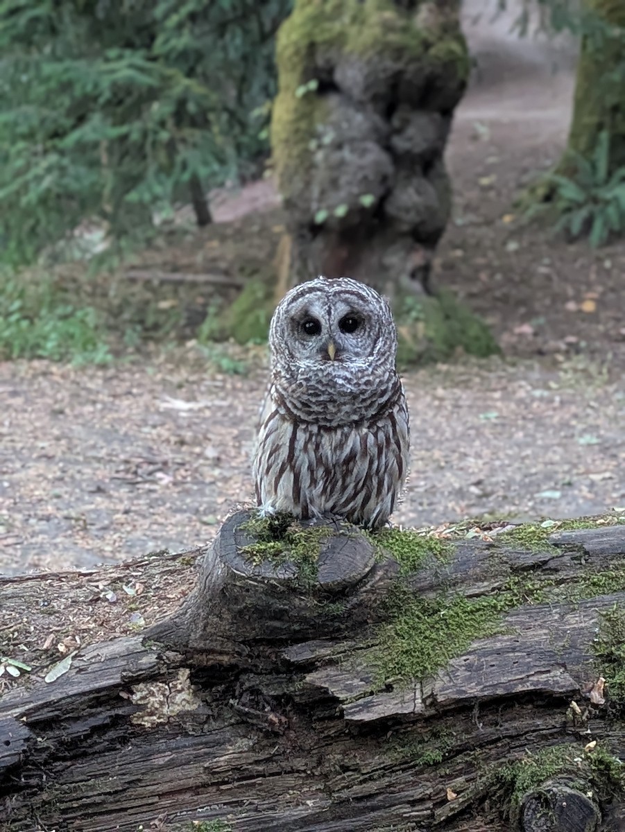 Barred Owl - ML643039825