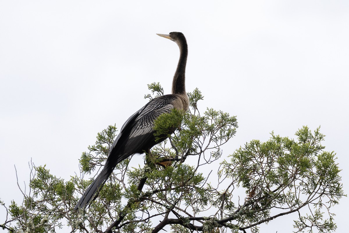 Anhinga - ML643039831