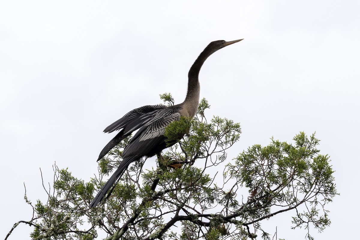 Anhinga - ML643039832