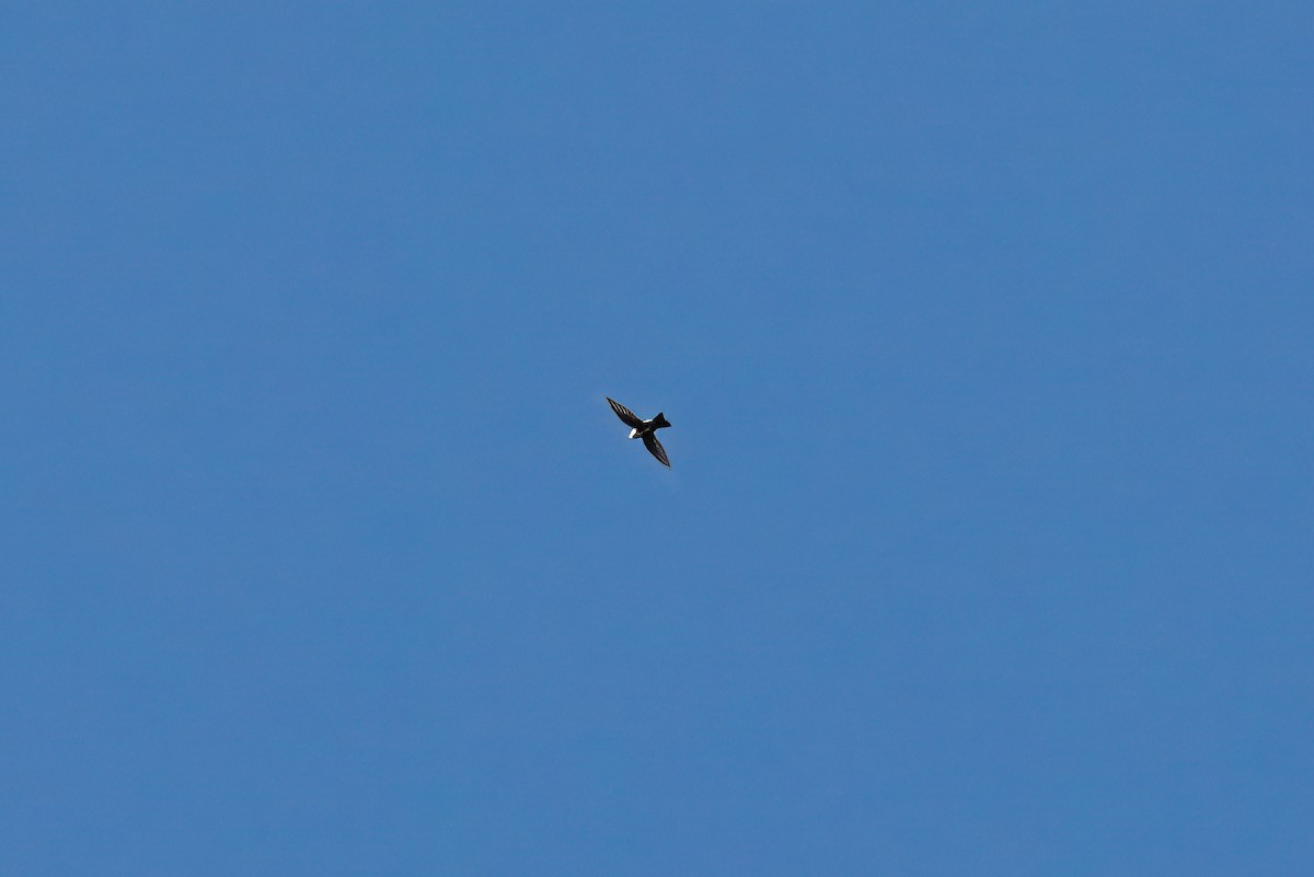 White-throated Swift - ML643039849