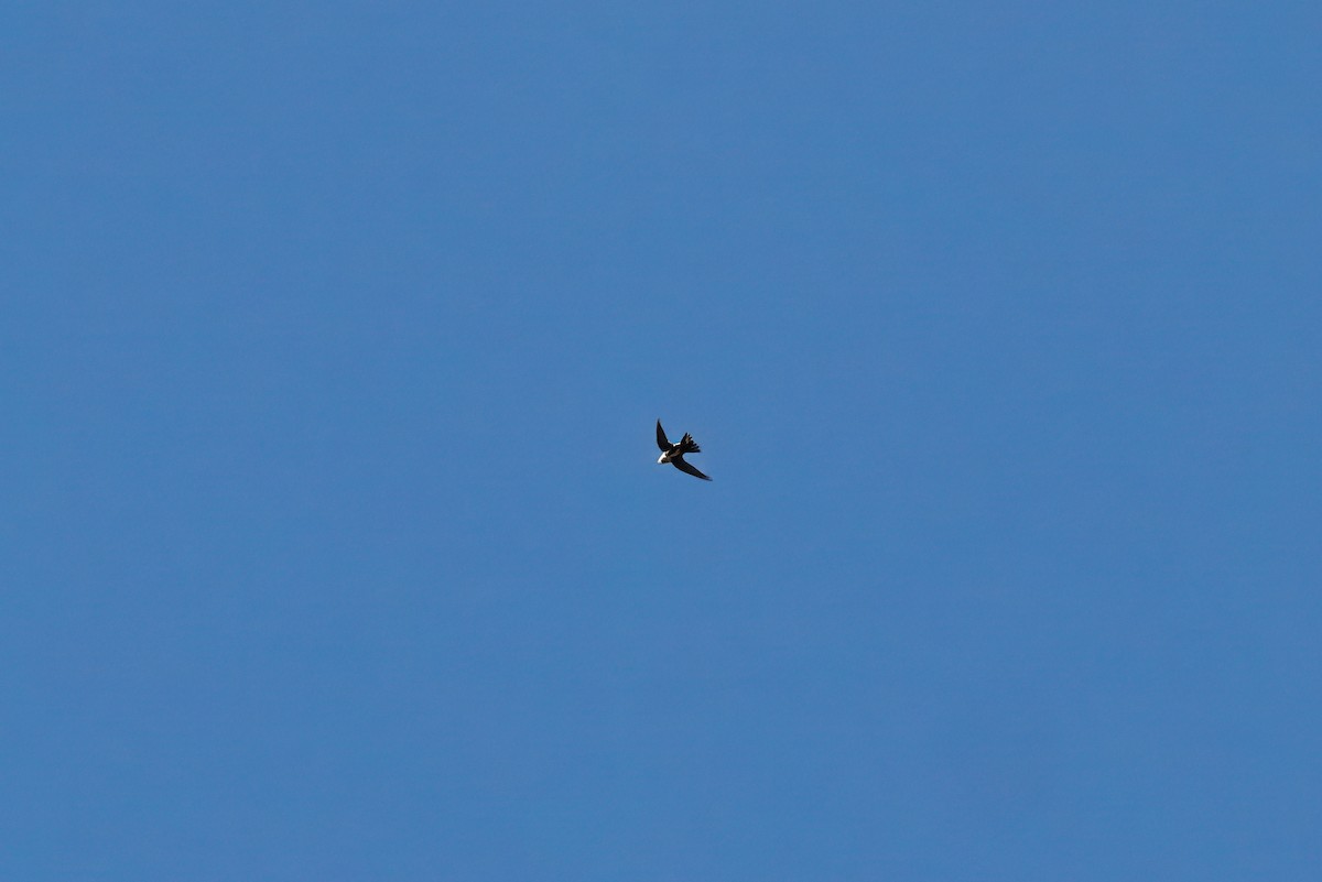 White-throated Swift - ML643039850