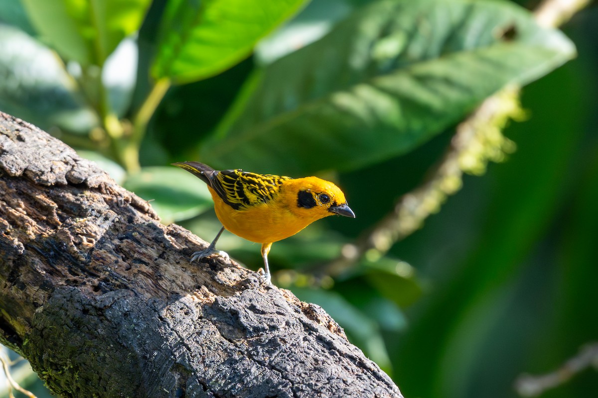 Golden Tanager - ML643039860