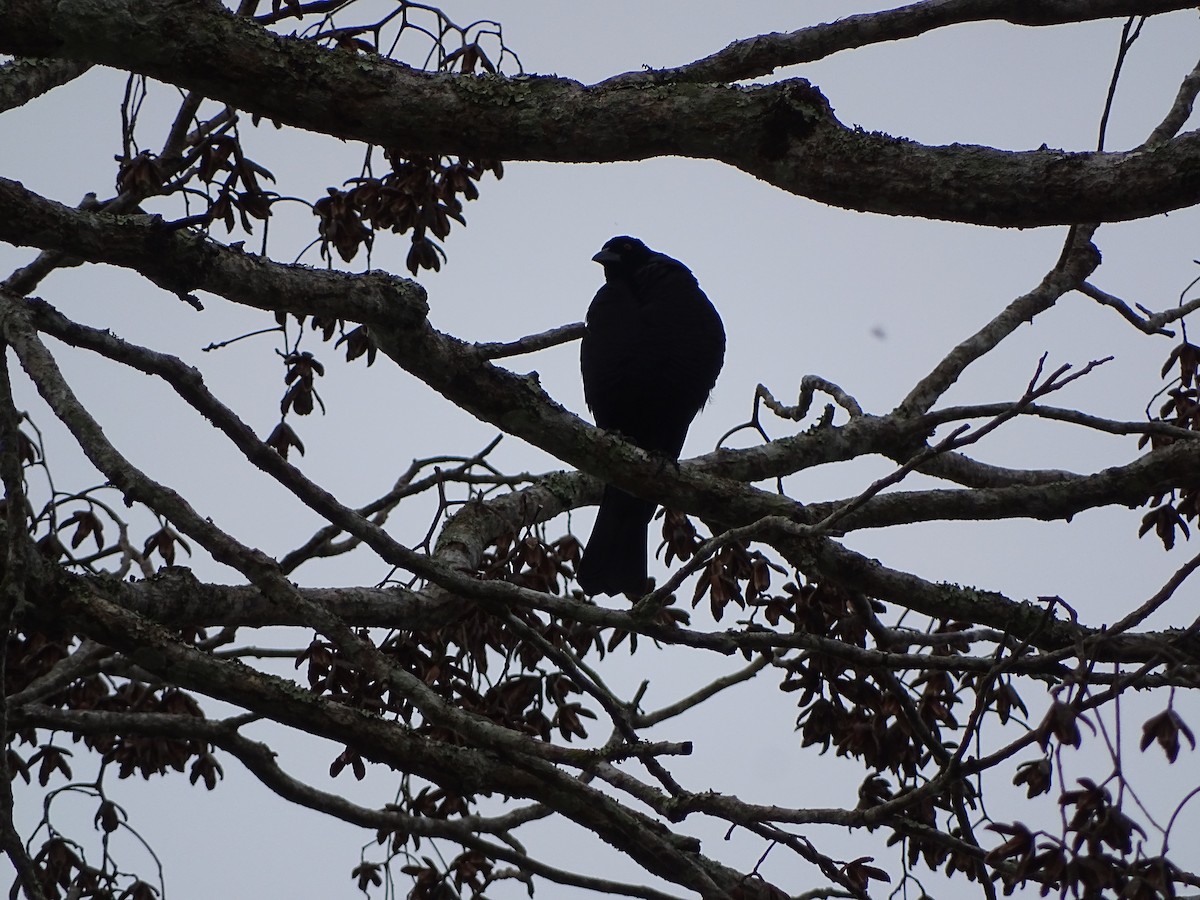 Giant Cowbird - ML643039904