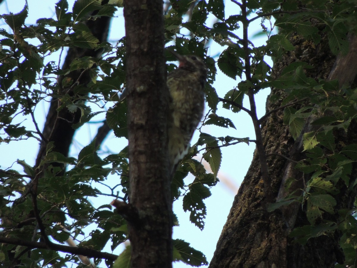 Pic maculé - ML643039909