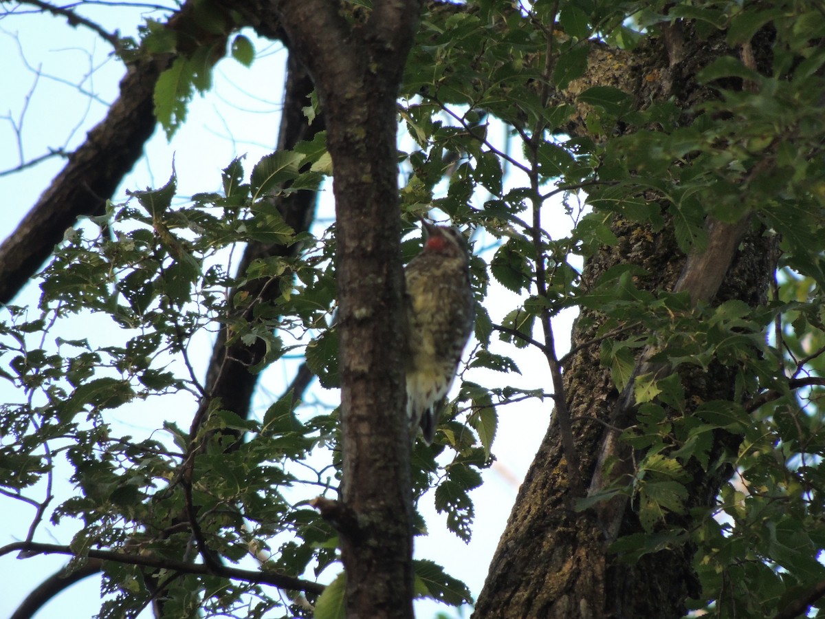 Pic maculé - ML643039910