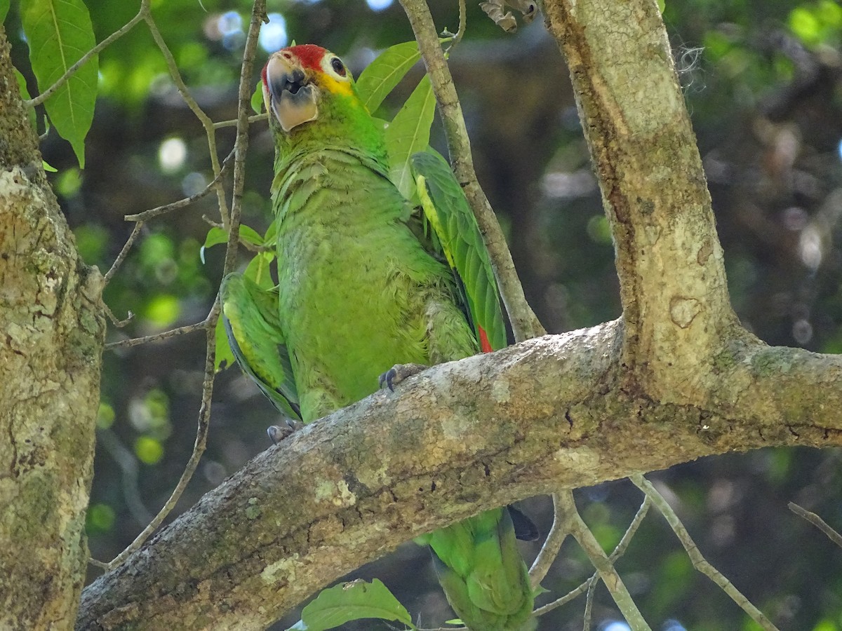 Red-lored Amazon - ML643039918
