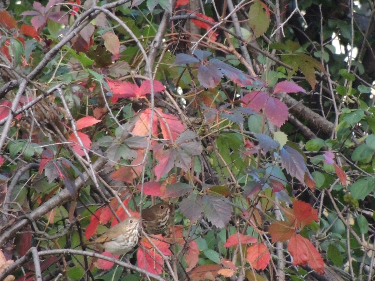 Grive solitaire - ML643039922