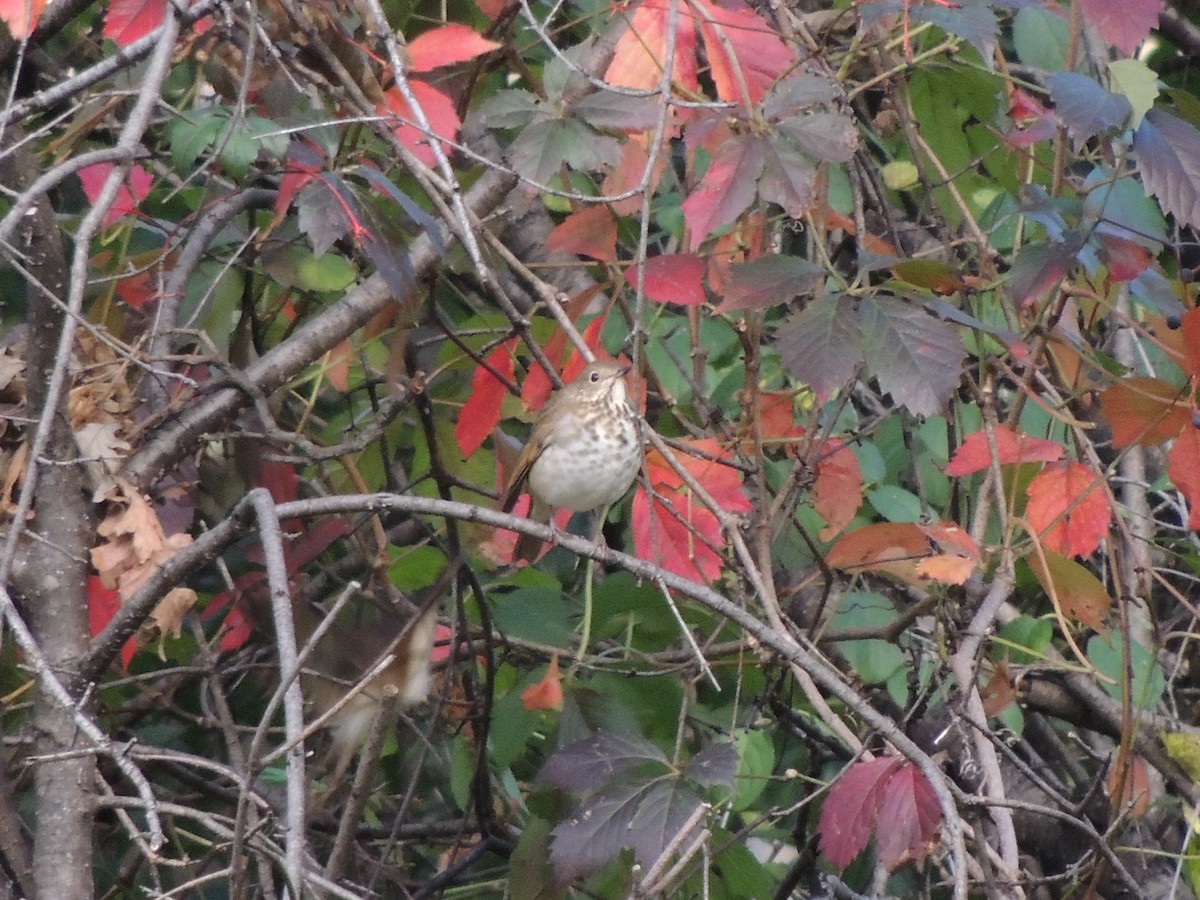 Grive solitaire - ML643039923