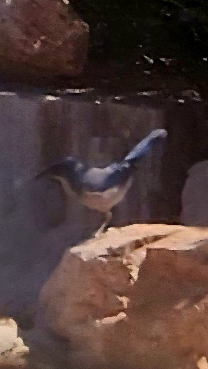 Woodhouse's Scrub-Jay - ML643039930