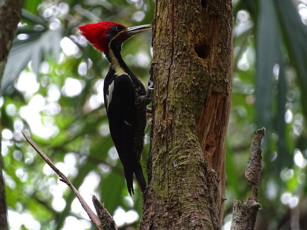 Lineated Woodpecker - ML643039932
