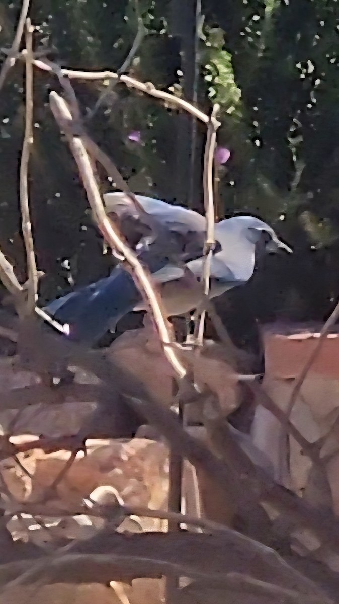 Woodhouse's Scrub-Jay - ML643039936