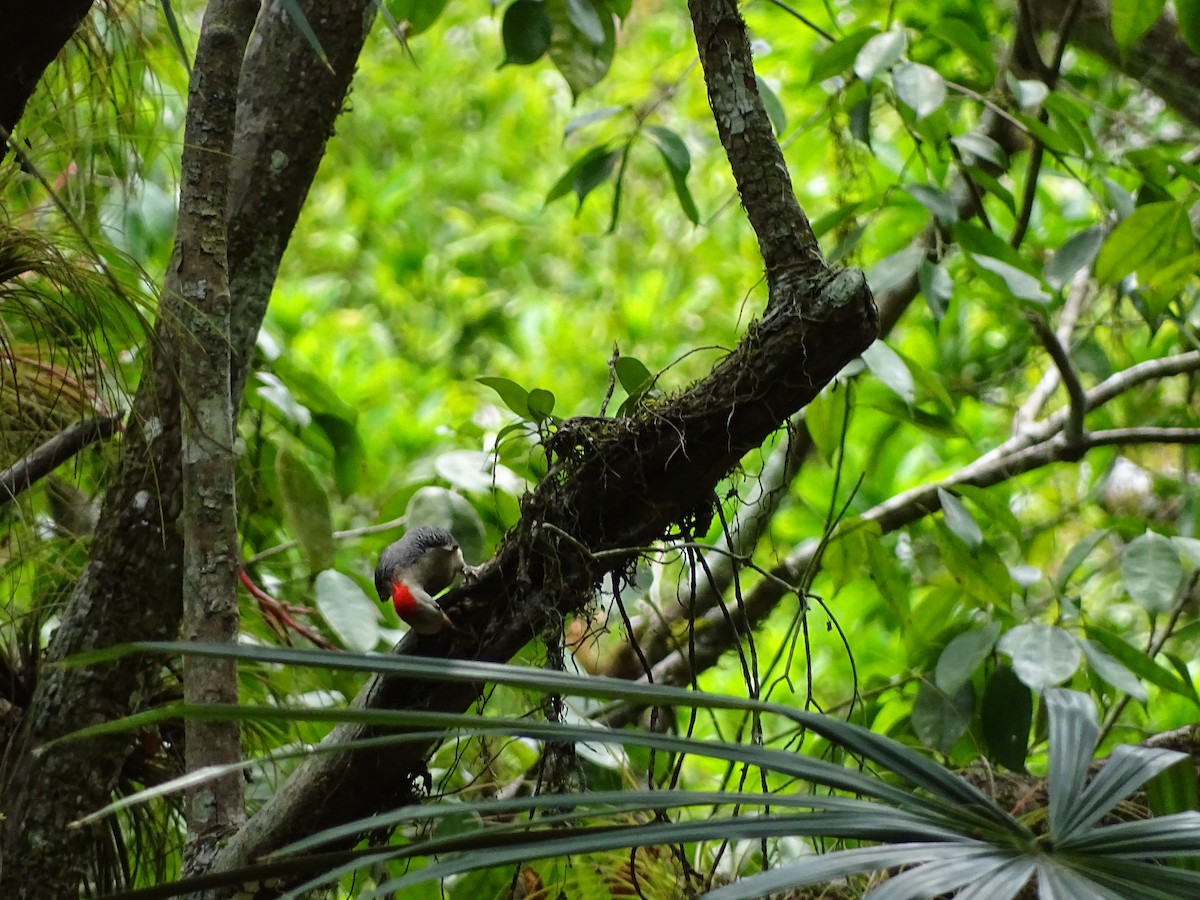 Golden-fronted Woodpecker - ML643039938