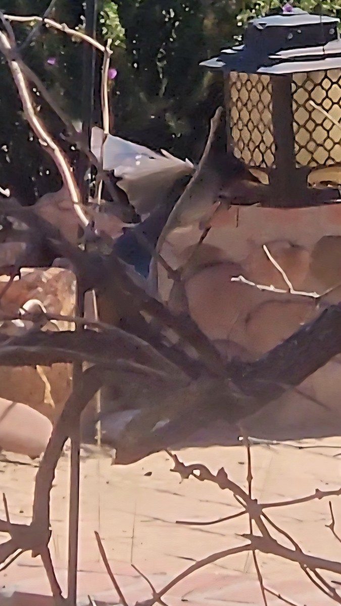 Woodhouse's Scrub-Jay - ML643039939