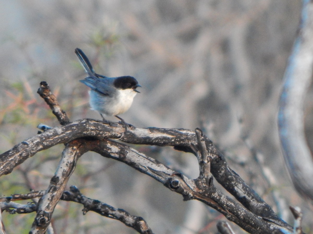 Black-capped Warbling Finch - ML643039956