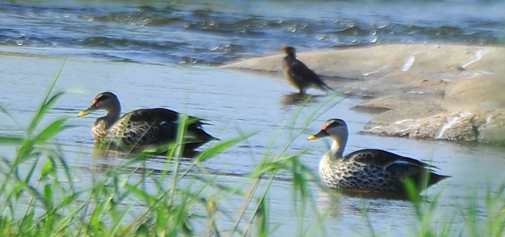 Indian Spot-billed Duck - ML643039958