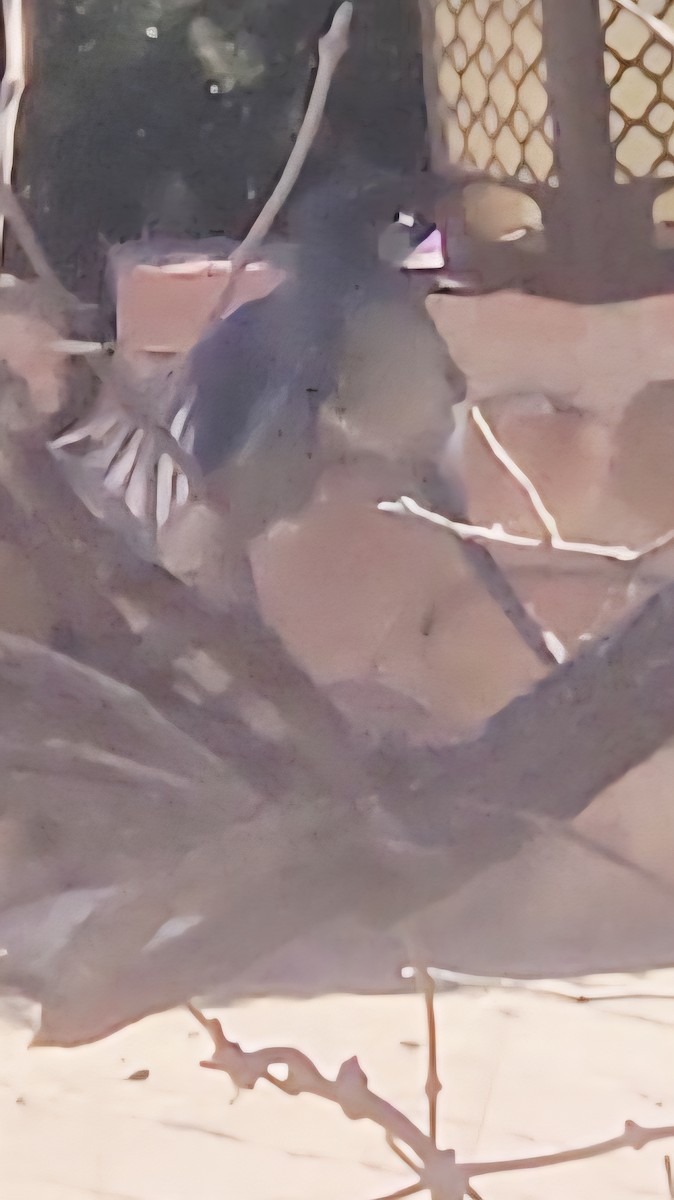 Animals - ML643039959