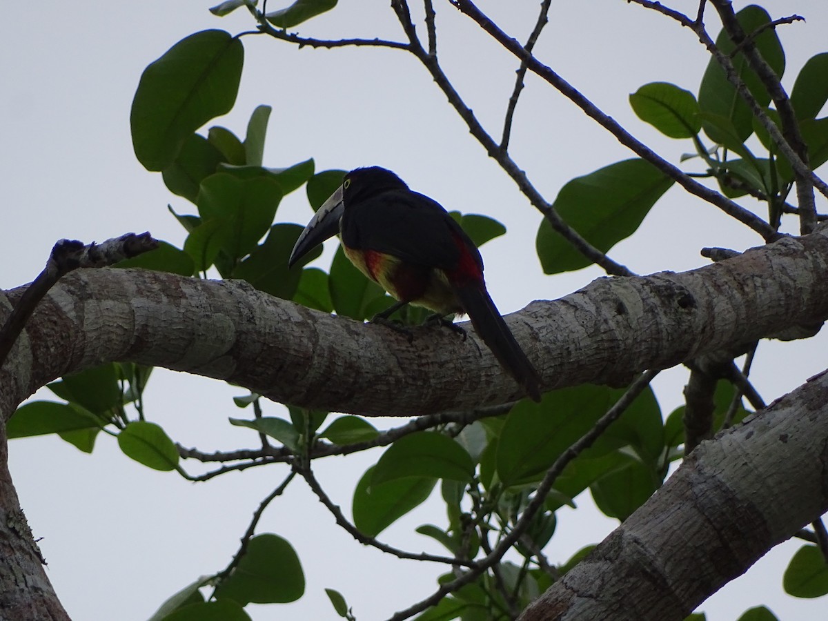 Collared Aracari - ML643039961
