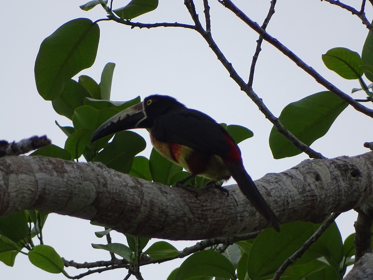 Collared Aracari - ML643039966