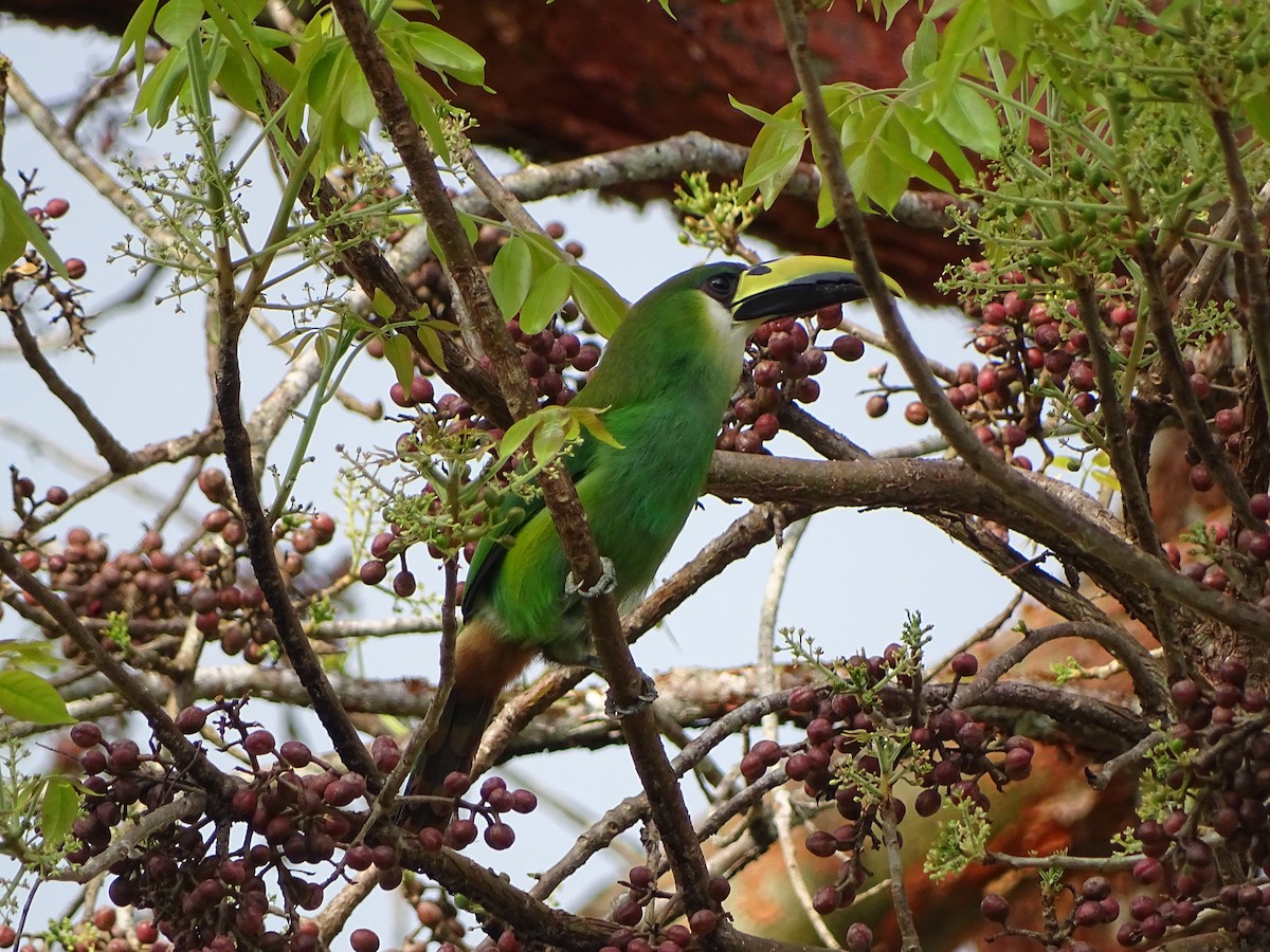 Northern Emerald-Toucanet - ML643039972
