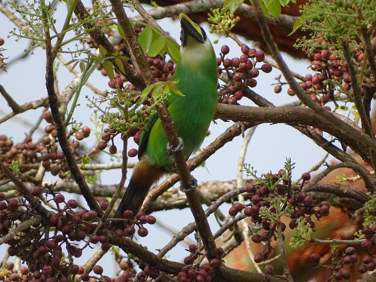 Northern Emerald-Toucanet - ML643039977