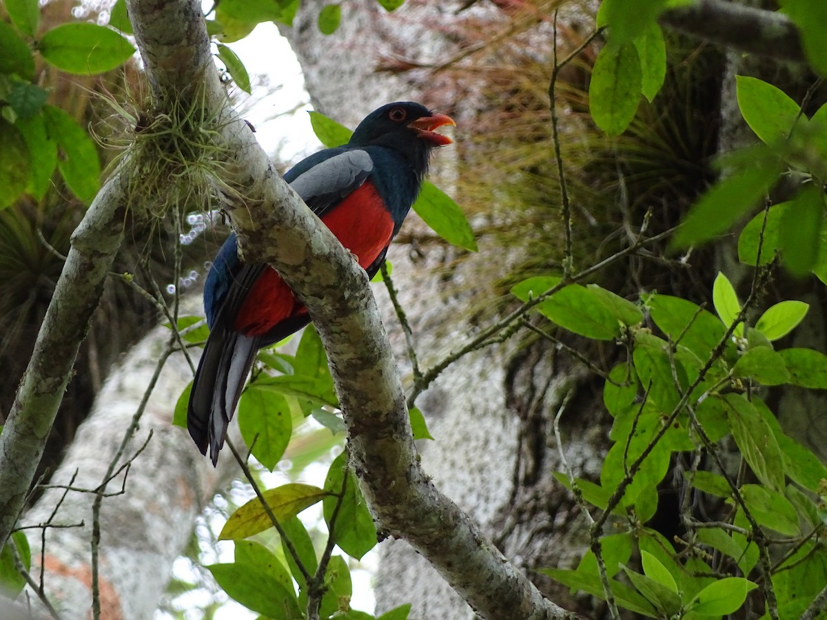 Slaty-tailed Trogon - ML643039986