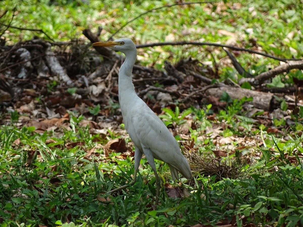 Western Cattle-Egret - ML643039992