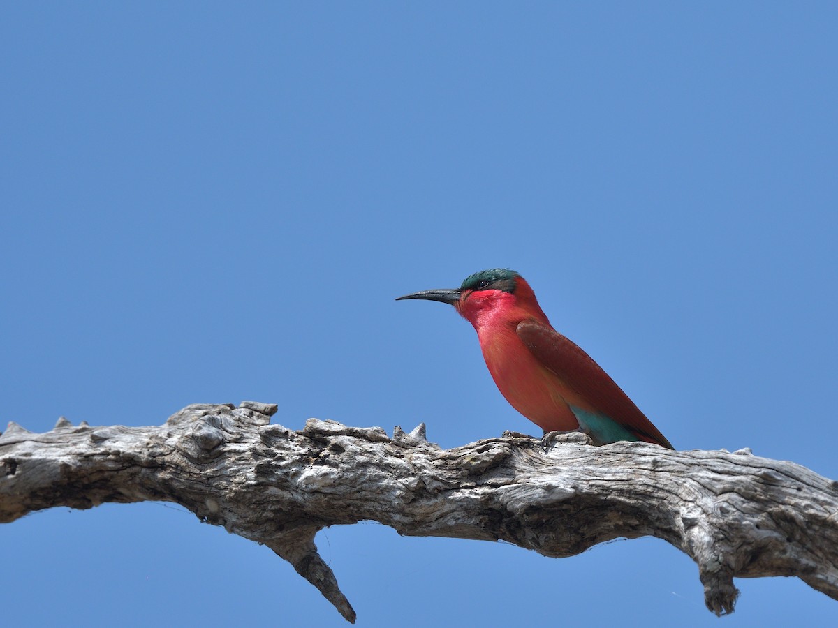 vlha karmínová - ML643040009