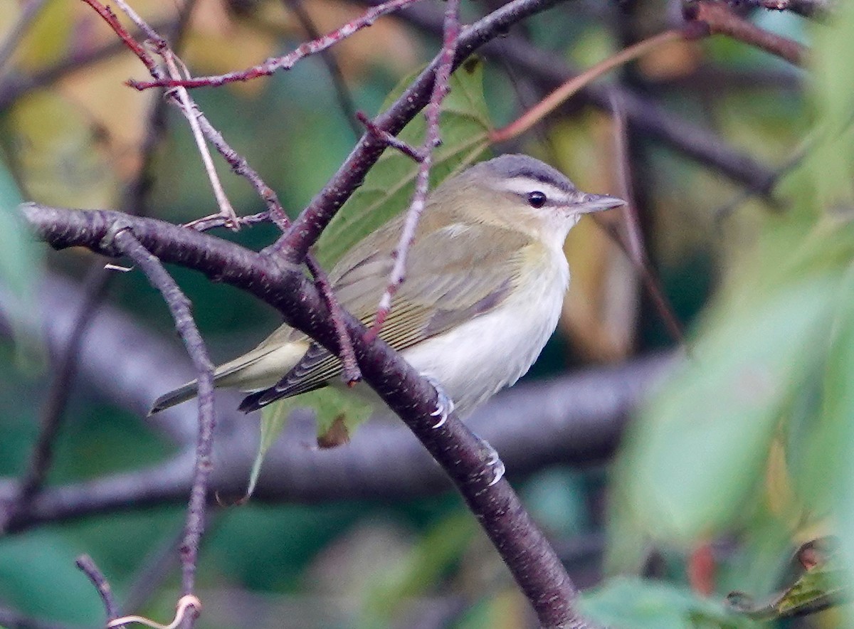 Red-eyed Vireo - ML643040011