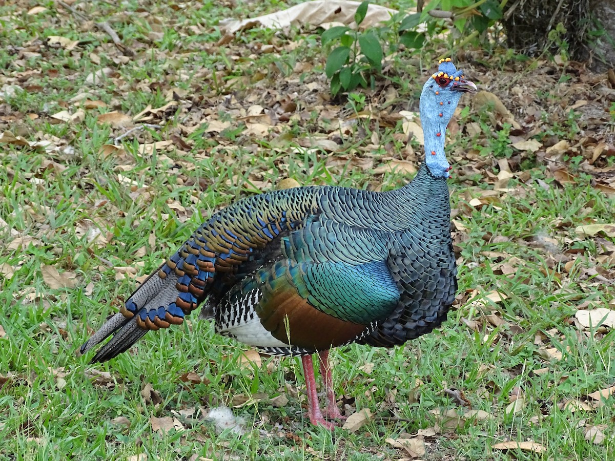 Ocellated Turkey - ML643040022