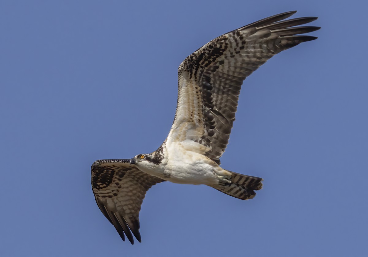 Falco pescatore - ML643040026