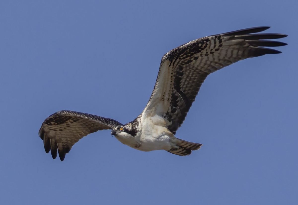 Falco pescatore - ML643040027