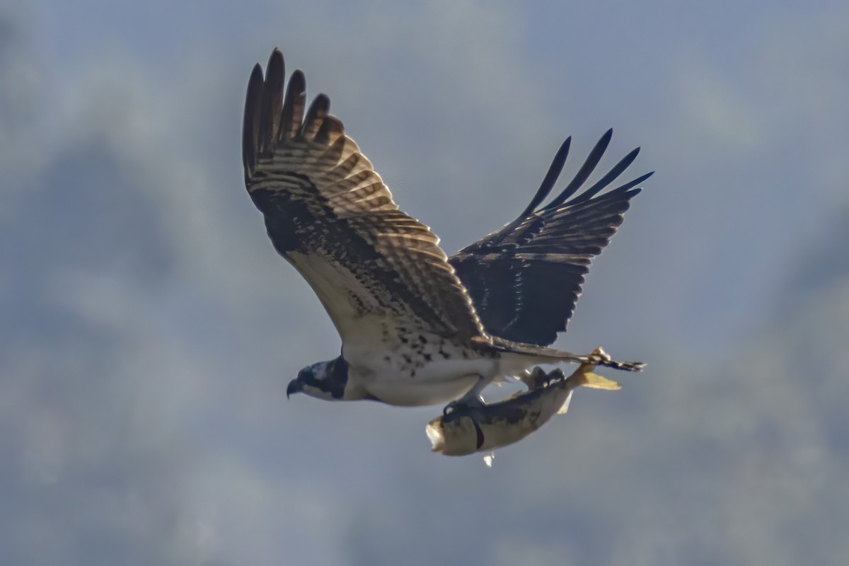 Falco pescatore - ML643040028