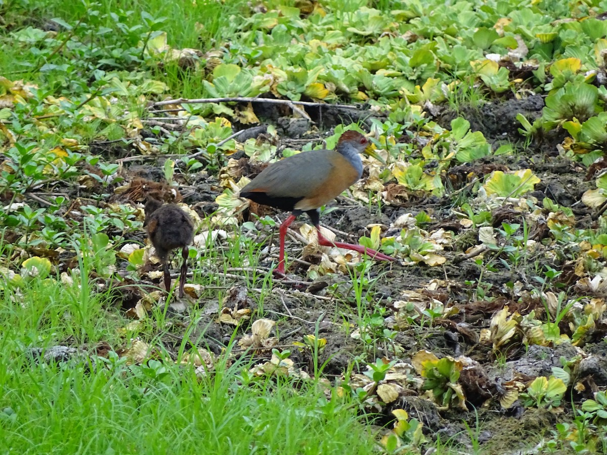 Russet-naped Wood-Rail - ML643040033